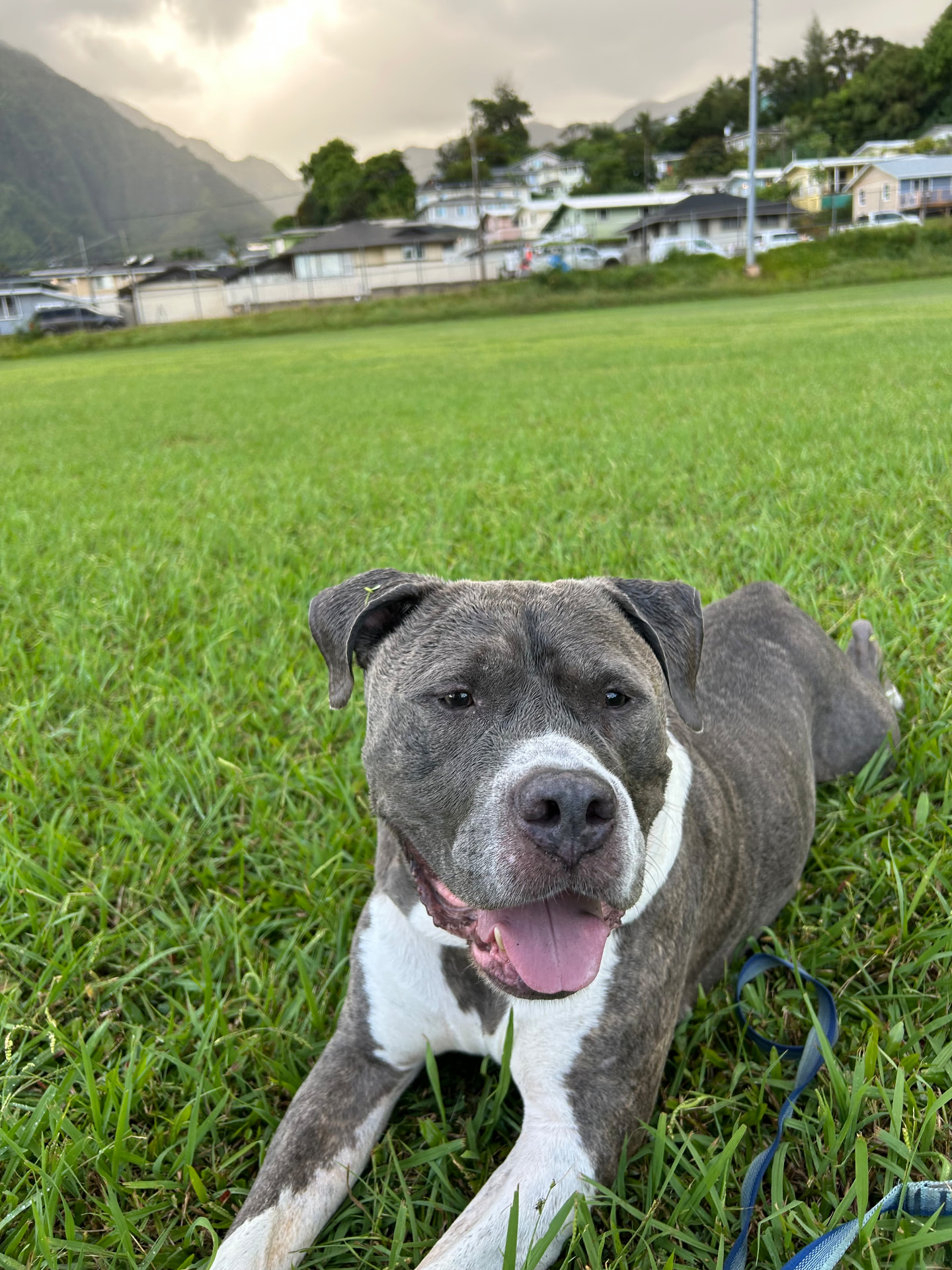 Rupert, one of the dogs behind Homeward Pet