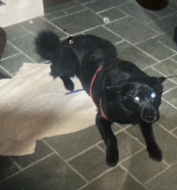 Houdini, one of the dogs behind Homeward Pet