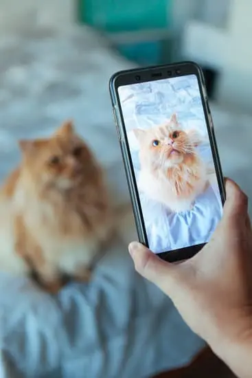 A guardian takes a current identification photo of their cat at home.