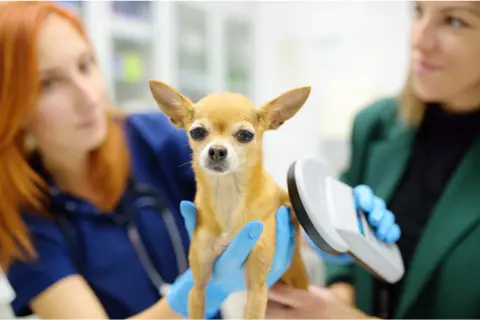 A veterinary professional scans a small dog for a microchip during an appointment.