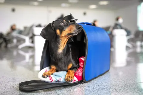 A dachshund waits in a blue pet carrier at an airport.