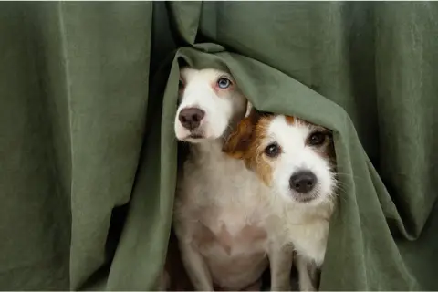 Two dogs shelter together beneath a curtain during severe weather.